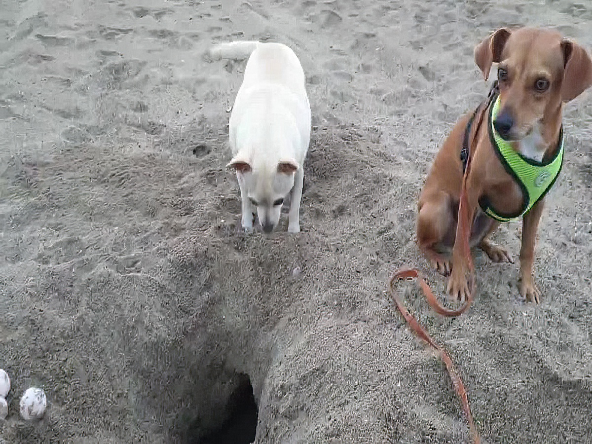 Villa Star of the Sea Pinky and Coco