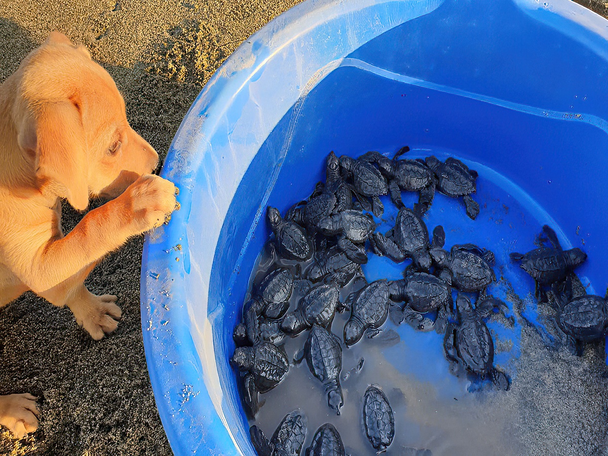 Villa Star of the Sea Turtles