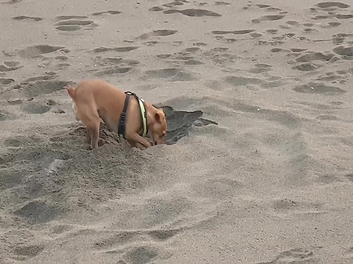 Villa Star of the Sea Turtles