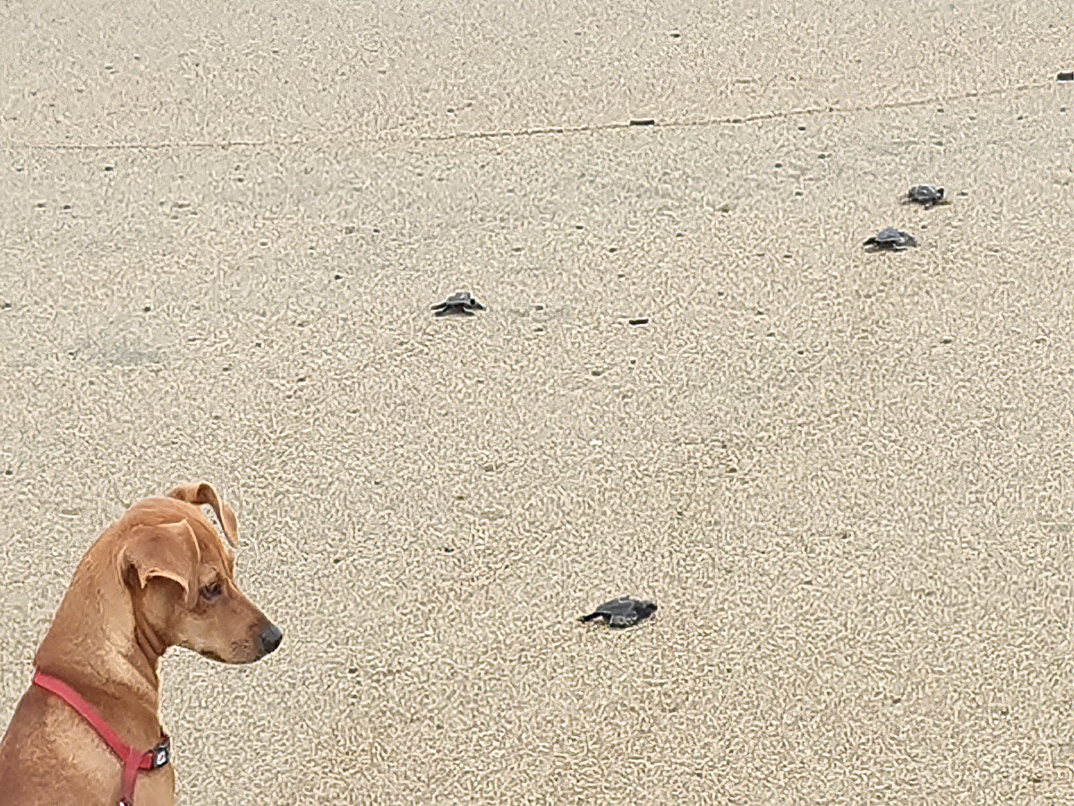 Villa Star of the Sea Turtles