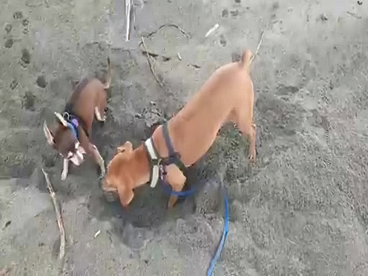 SVilla Star of the Sea Turtles