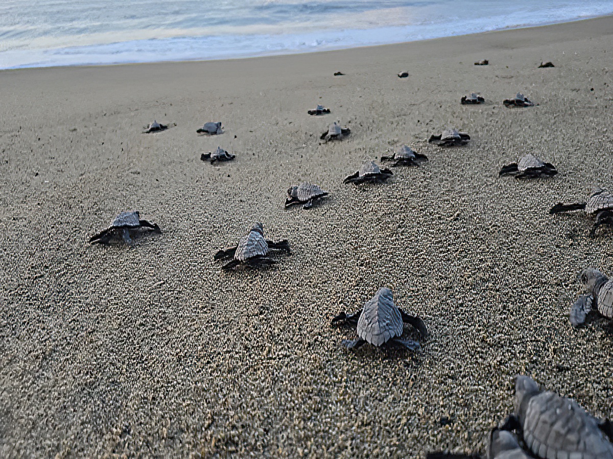Hatchling Turtle Villa Star of the Sea
