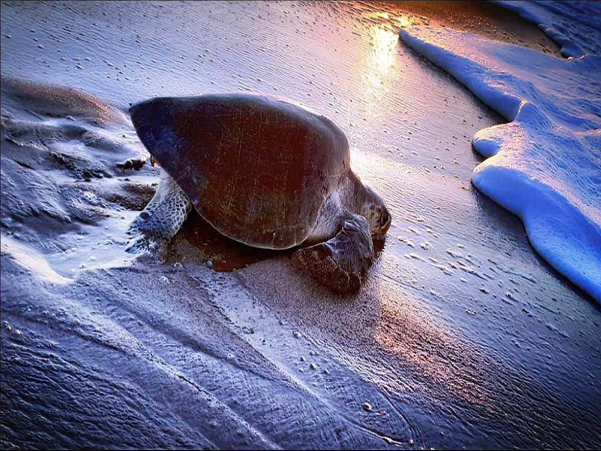 Sea turtle back to the ocean