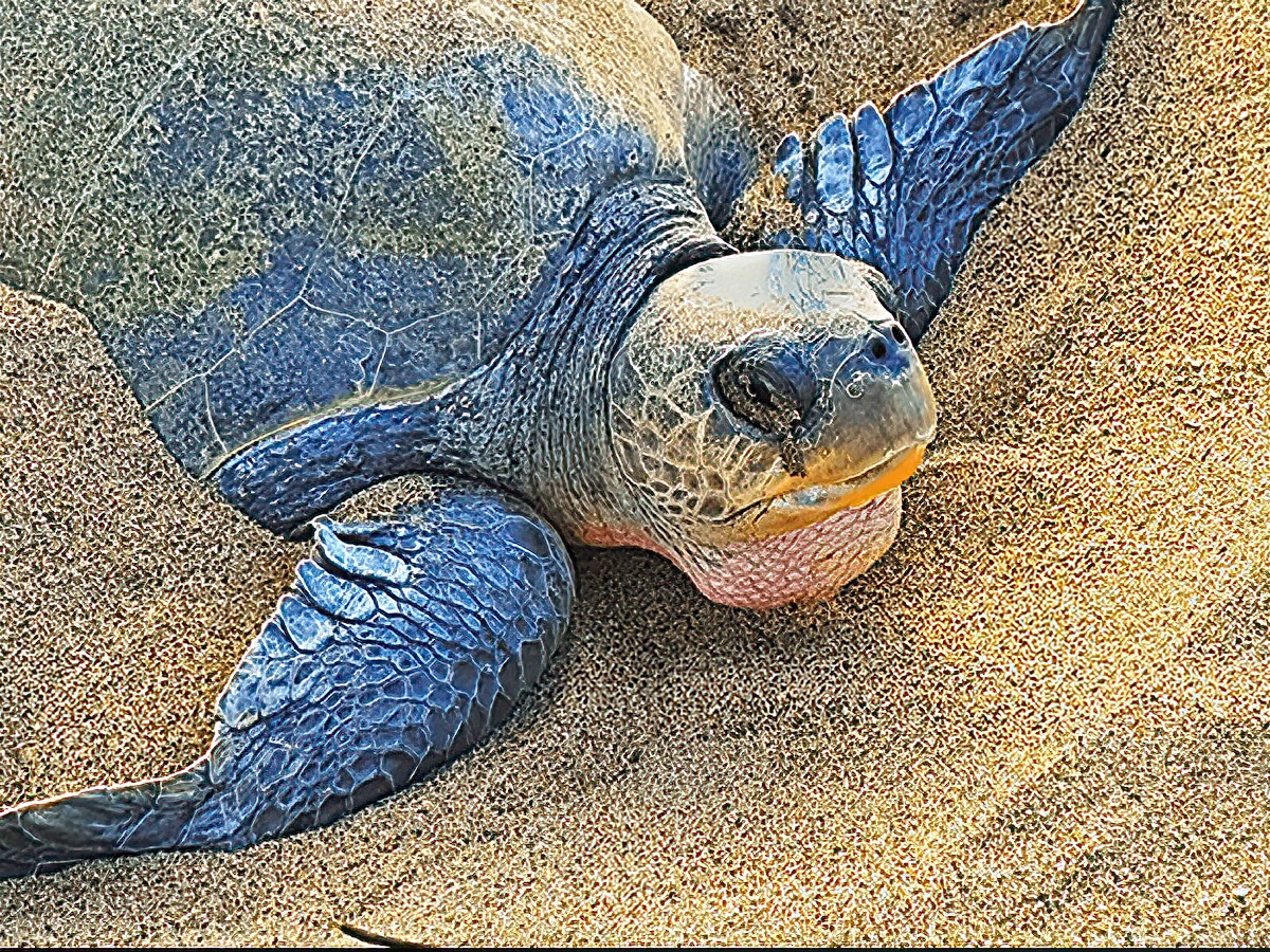 Villa Star of the Sea Turtle Preservation