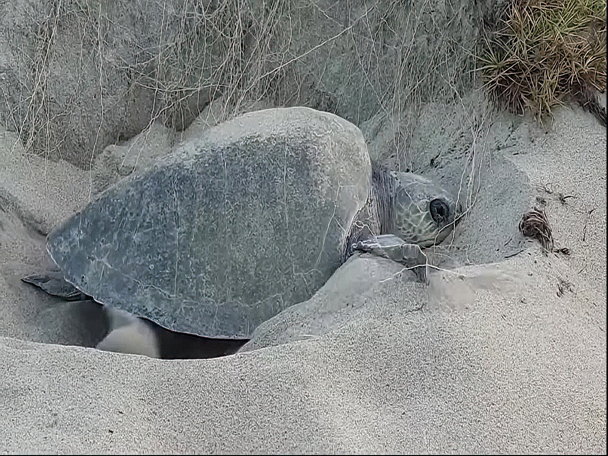 Villa Star of the Sea Turtle Preservation
