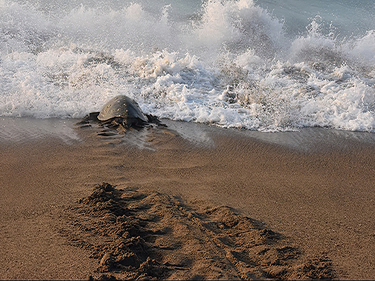 Villa Star of the Sea Turtle Preservation